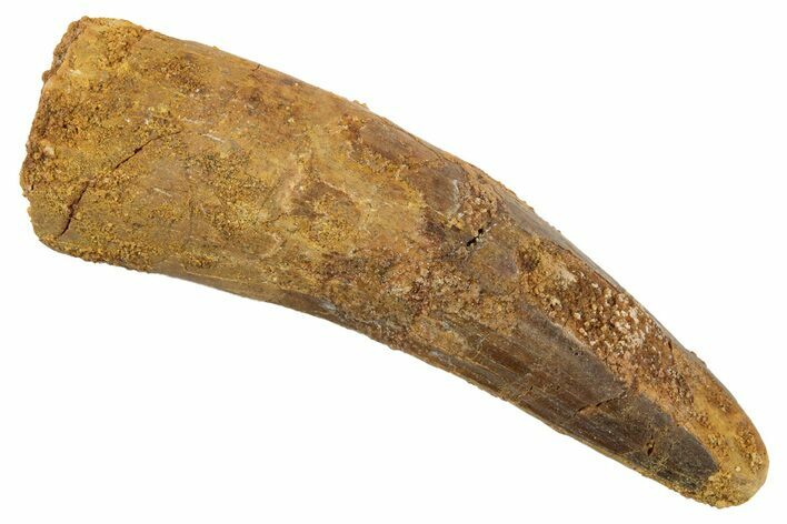 Fossil Spinosaurus Tooth - Real Dinosaur Tooth #344511